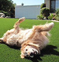 Pasto sintétic residenial